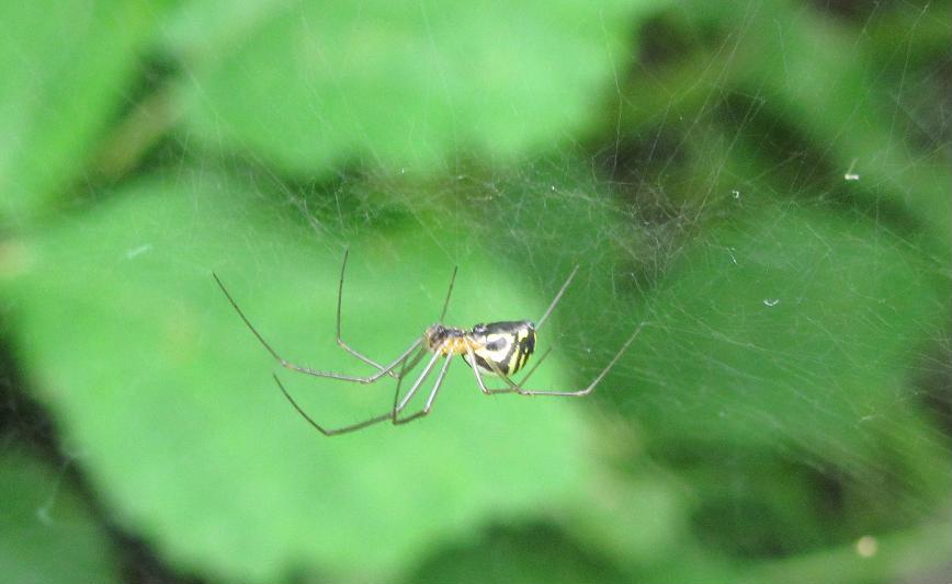 Neriene radiata  - Sostegno (BI)